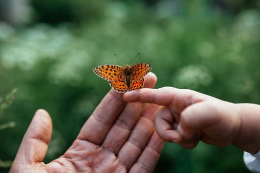 Dona ali alla storia di Sofia