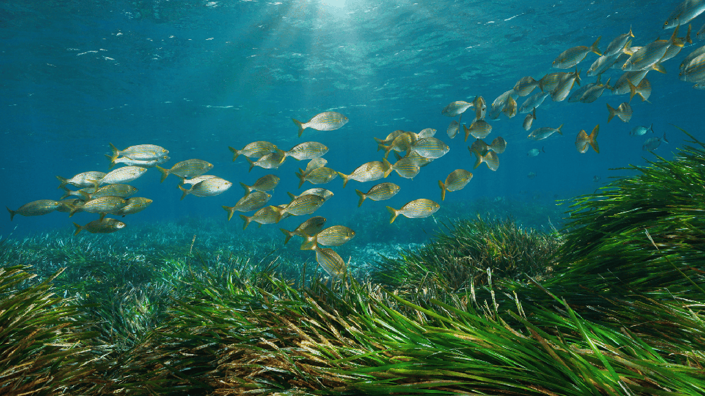 IL MARE HA BISOGNO DI TE
