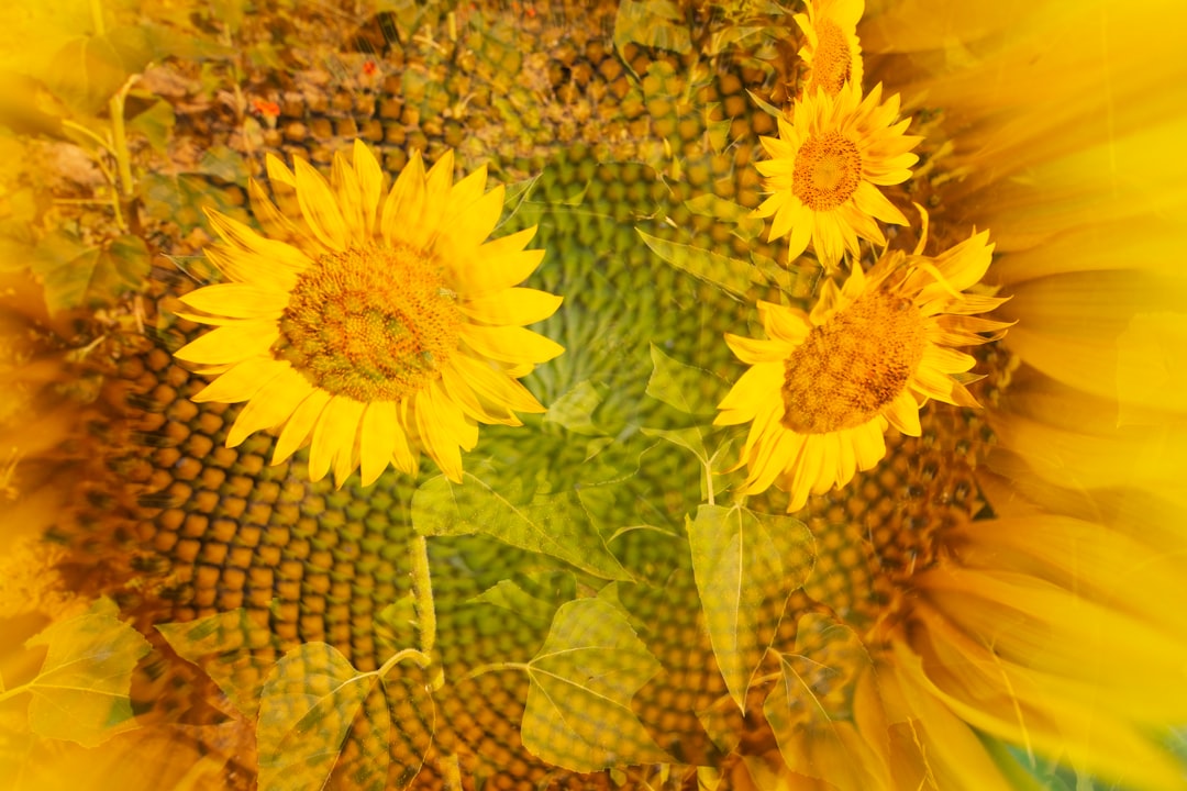 Perché il progetto dovrebbe migliorare il benessere e promuovere l’INCLUSIONE ?