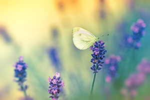 <strong>Donazione in memoria</strong>