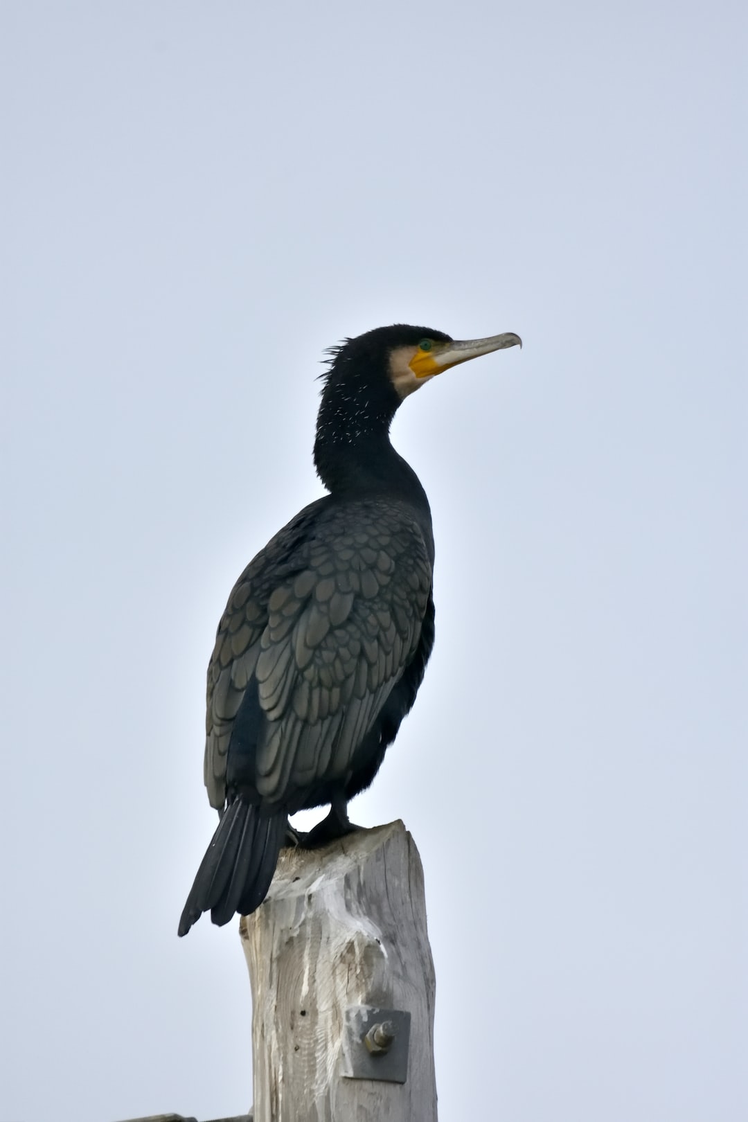 Mai visto un cormorano?
